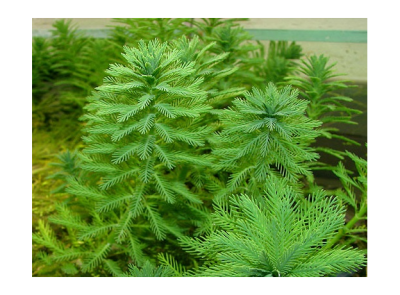 Перистолистник Прозерпинакоидес, с грузом